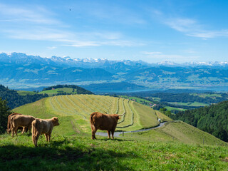 Fototapeta na wymiar Zurich, Switzerland - June 12th 2022: A cow family enjoying the view over the hills towards the alps.
