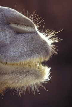 Bactrian Camel.
