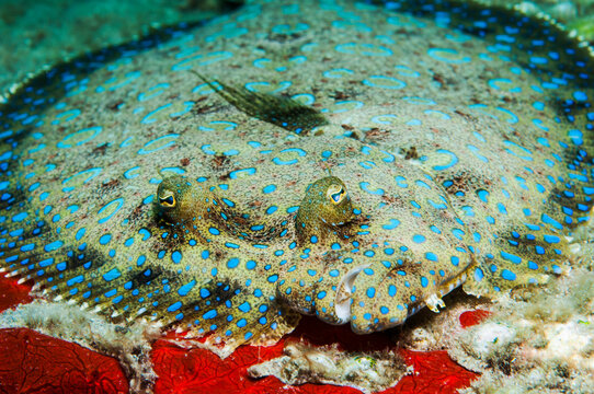 Peacock Flounder (Bothus lunatus) camouflaged on sandy ocean floor, St. Lucia.