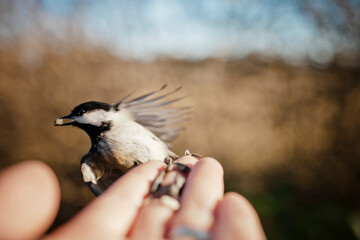 A feeding bird perched on human hand.