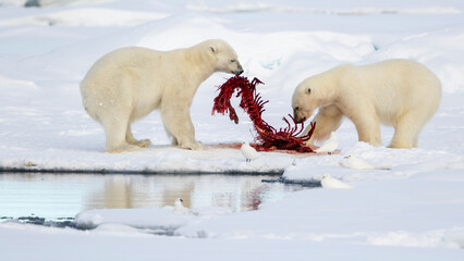 Polar bear feast watched by ivory gulls, Ursus Maritimus, Pagophila Eburnea, Spitzbergen, Svalbard