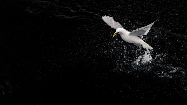 Glaucous gull's fishing, Larus Glaucoides, Spitzbergen, Svalbard