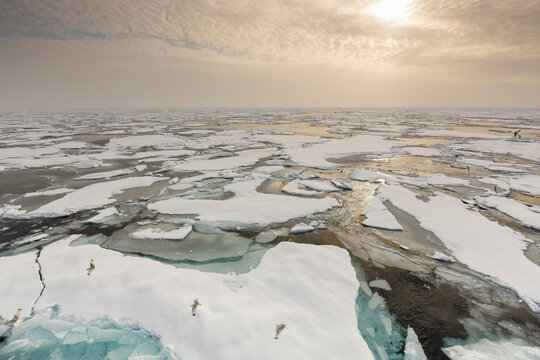 fleecy sky and glaucous gulls, Larus Glaucoides, Spitzbergen, Svalbard