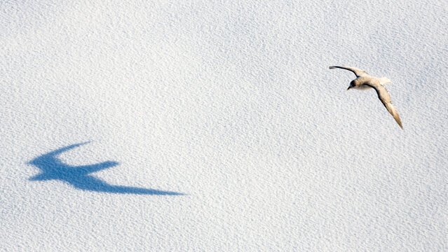 Shadow of flying Northern fulmar, Fulmarus Glacialis, Spitzbergen, Svalbard