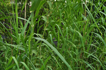 Lake, pond, swamp overgrown with dense vegetation   