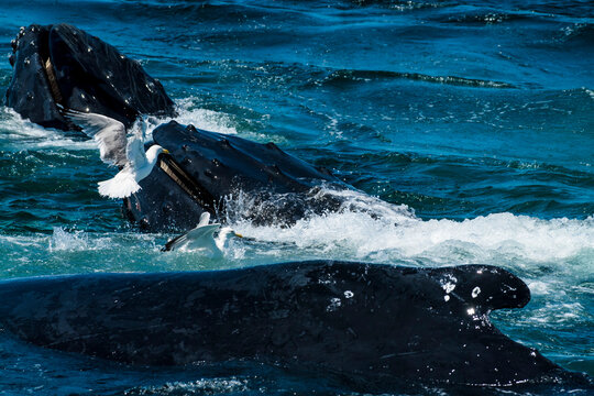 Whales feeding in the waters off of Cape Cod, MA