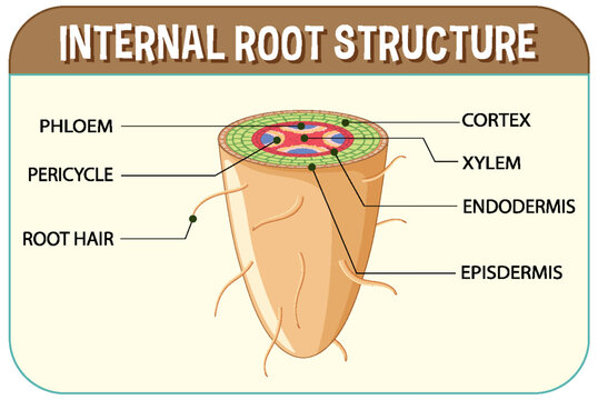 Internal structure of root diagram