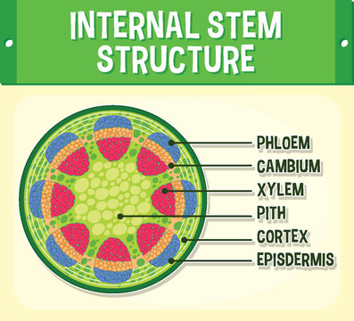 Internal structure of stem diagram