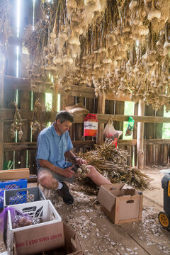 A man harvesting garlic, Marshall, North Carolina.