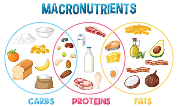 Main food groups macronutrients vector