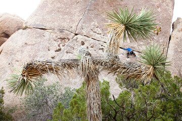 A male climber runs out the traverse while climbing Rubicon (5.10c) in Joshua Tree National Park, California.