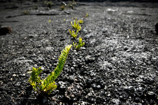 Plants begin to grow out of dried lava in Hawaiâ€™i Volcanoes National Park, Hawaii.