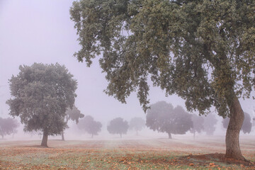 Cereal crops and oak forest around the National Park Daimiel tables. Ciudad Real