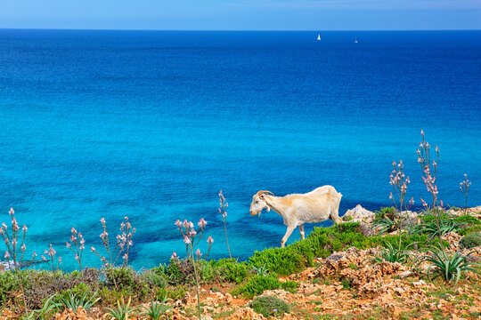 Goat in Cala Mesquida on the island of Mallorca.