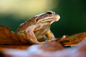 Iberian Frog (Rana iberica) adult, sitting on rock, Spain