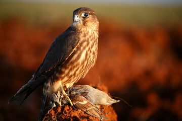 merlin (falco columbarius) resting on beach
