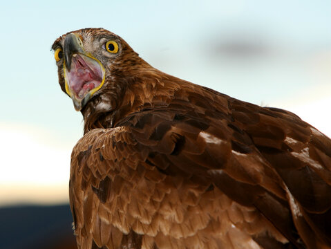 Golden Eagle (Aquila chrysaetos). Monfrag&Atilde;&frac14;e National park. Caceres. Spain