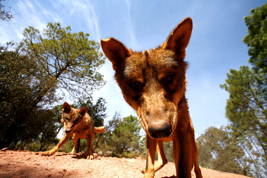 Iberian wolf (Canis lupus signatus). Iberian wolf is the most emblematic species of the Iberian fauna. Sierra de la Culebra. Zamora. Spain