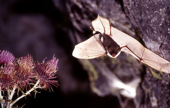 Natterer's bat in flight (Myotis nattereri) at night