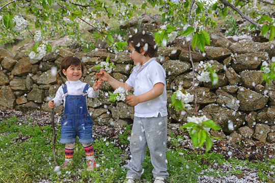 Child handing a flower to a girl. Cherry tree blossom in Jerte valley, Caceres, Extremadura, Spain