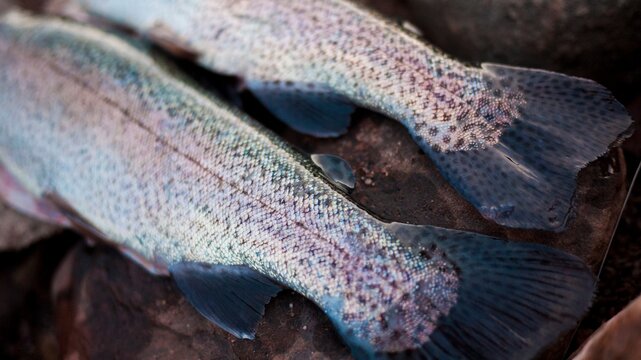 A young man in his early thirties  fly fishing near Durango, Colorado.