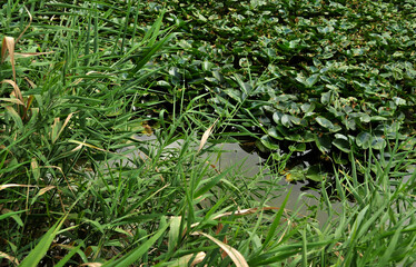Water lily pond (Nuphar) leaves on the surface of the water   