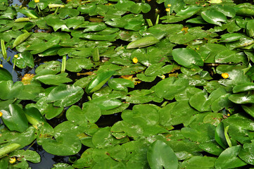 Water lily pond (Nuphar) leaves on the surface of the water   