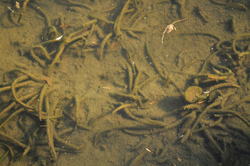 Water lily pond (Nuphar) roots under water   