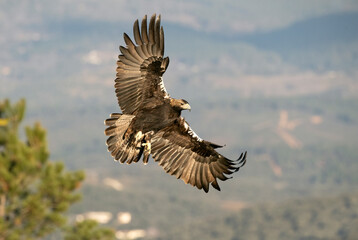 Plakat Adult Spanish Imperial Eagle flying within its territory in mountainous area of Mediterranean forest with the first light of day