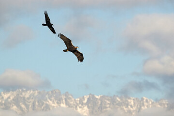Male Spanish Imperial Eagle flying with a Common Raven in a Mediterranean mountainous area of his territory at first light on a January day
