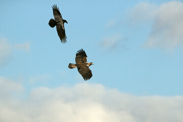 Male Spanish Imperial Eagle flying with a Common Raven in a Mediterranean mountainous area of his territory at first light on a January day