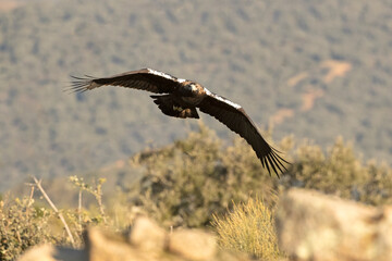 Male Spanish Imperial Eagle flying in a Mediterranean mountainous area of his territory with the...