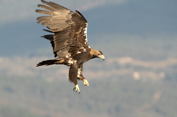 Male Spanish Imperial Eagle flying in a Mediterranean mountainous area of his territory with the first light of a January day