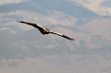 Adult Spanish Imperial Eagle flying within its territory in mountainous area of Mediterranean forest with the first light of day