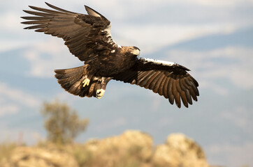 Adult female Spanish Imperial Eagle flying within her breeding territory in a Mediterranean mountain area at first light on a cold January day