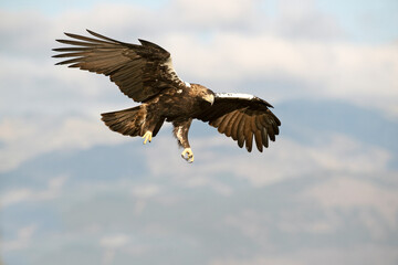 Adult Spanish Imperial Eagle flying within its territory in mountainous area of Mediterranean forest with the first light of day