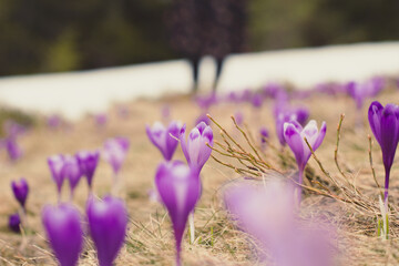 Close up early spring crocus flowers with glaciers behind concept photo. Front view photography...