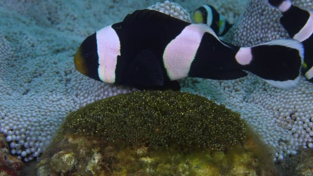 A family of Clownfish - Saddleback Anemonefish - Amphiprion polymnus lives in an anemone and takes care of eggs. Underwater world of Tulamben, Bali, Indonesia. 