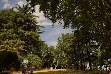 trees in the park