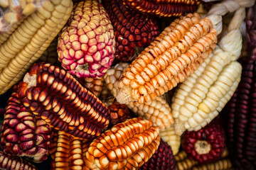 Colorful Peruvian Corn