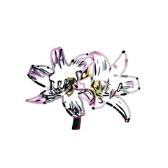 Color sketch of lilies with transparent background
