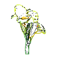 Color sketch of lilies with transparent background