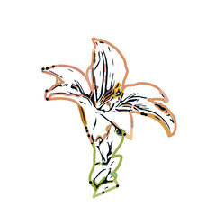 Color sketch of lilies with transparent background