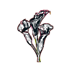 Color sketch of lilies with transparent background