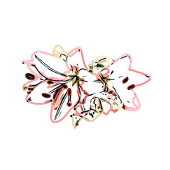 Color sketch of lilies with transparent background