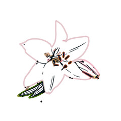 Color sketch of lilies with transparent background