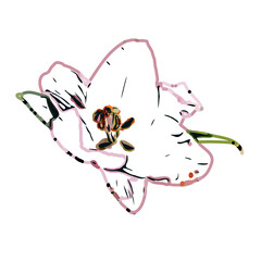 Color sketch of lilies with transparent background