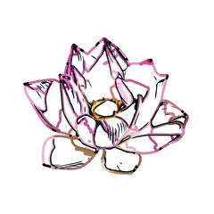 Color sketch of lilies with transparent background