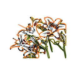 Color sketch of lilies with transparent background