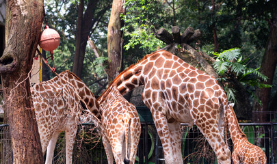 giraffe and giraffe calf feeding in zoo with natural background. Rear of view.